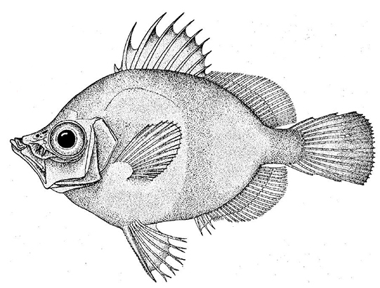 Capros aper_familia.jpg